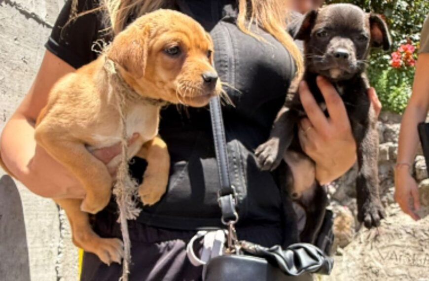 Rescatan siete caninos en #Naucalpan por maltrato