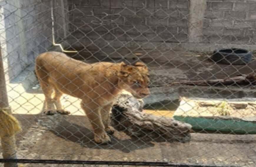 Rescatan a leona en #Chalco; investigan presunto caso de maltrato animal