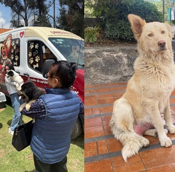 El refugio de “Mantequilla”: UAEMéx rescata a perrita y sus siete cachorros en Ciudad Universitaria