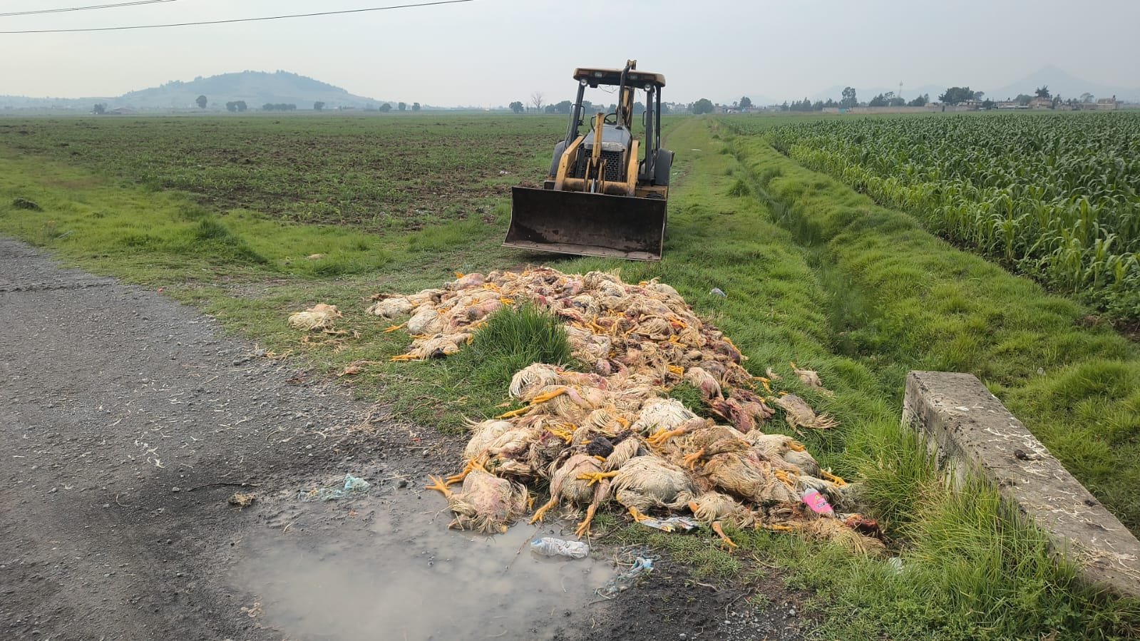 Investigan tiradero de pollos en descomposición en Toluca