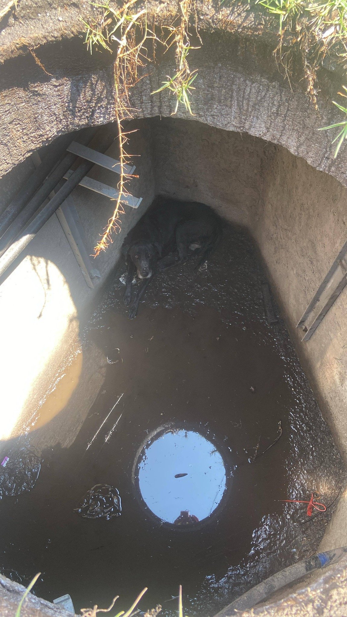 Bomberos de #Metepec rescatan a perrito que cayó en una coladera