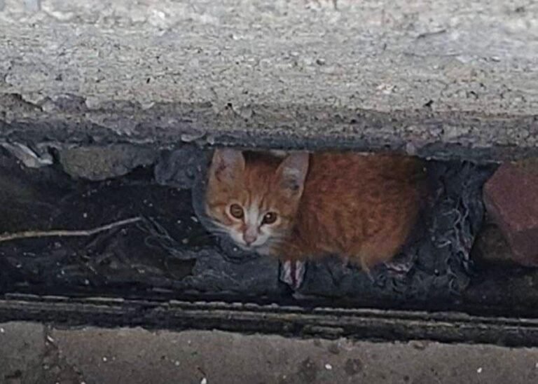 Rescatan a gatito atrapado entre bardas en #Metepec