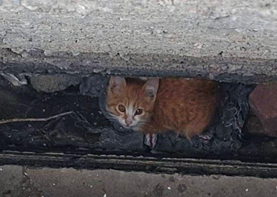 Rescatan a gatito atrapado entre bardas en #Metepec
