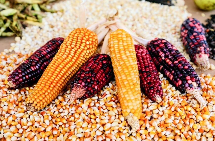 Productores de maíz recibirán hasta 7 mil 500 pesos por tonelada en Edoméx