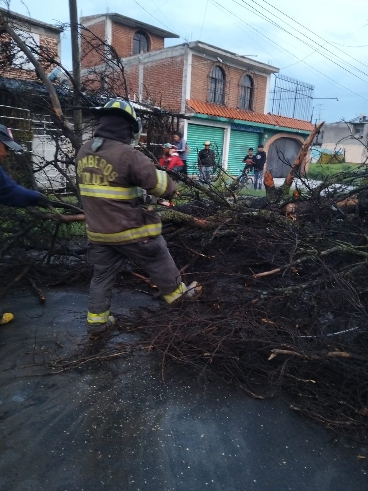 Protección Civil atiende caída de árboles en varias delegaciones de Toluca