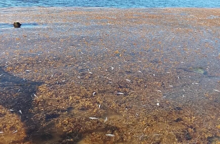 Conanp confirma investigación por mortandad de peces en Puerto Morelos