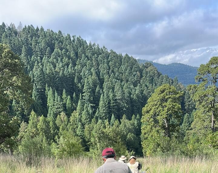 Jornada ambiental para reforestar cerca de mil árboles en Lerma