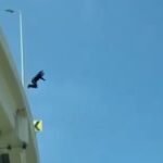 Policía de León pierde la vida al lanzarse desde distribuidor vial; envió mensaje en redes minutos antes anycript_thumbnail_1 - 2026-07-14T204012.684