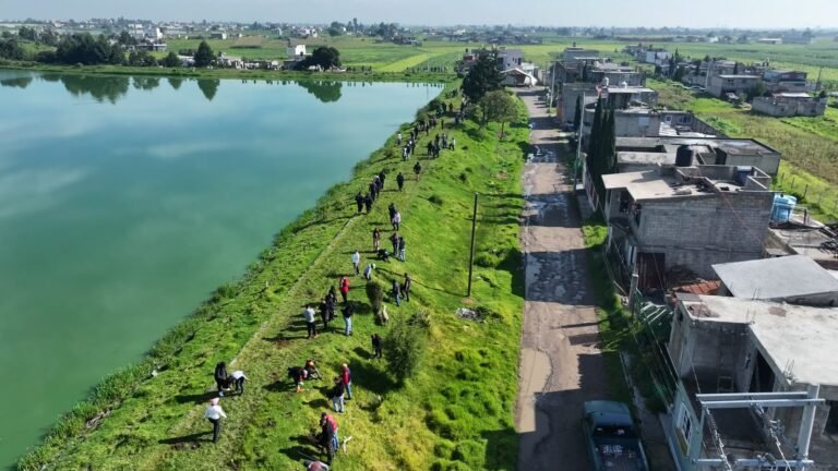 Toluca planta 2 mil 200 magueyes en el Bordo San Jerónimo como parte de su estrategia de restauración ambiental