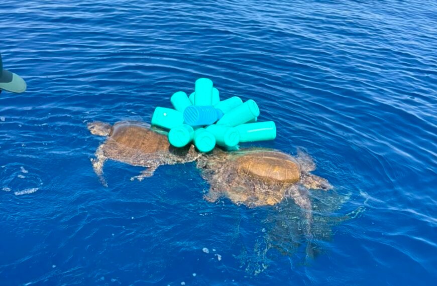 Rescatan a tortugas marinas atrapadas en ‘red fantasma’ en las Islas Marías