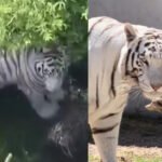 Más mentiras de PROFEPA sobre el tigre de Tepetlaoxtoc; NO era Kenzo kenzo2