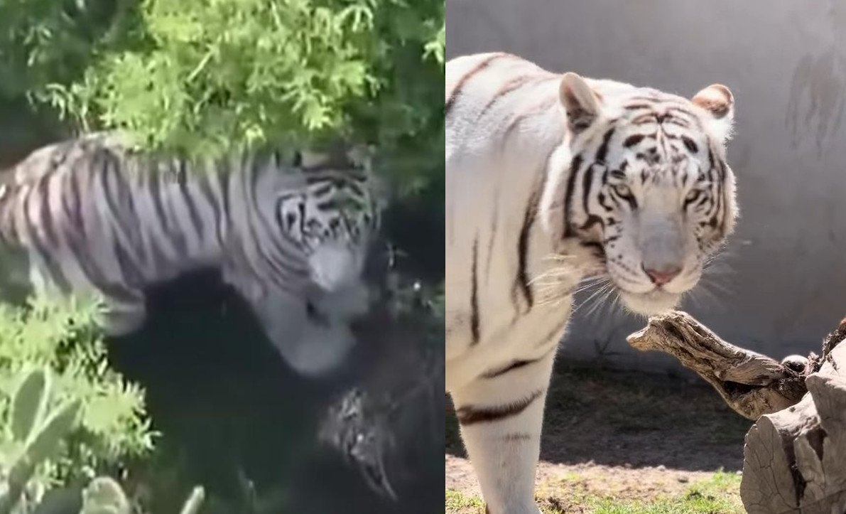 Más mentiras de PROFEPA sobre el tigre de Tepetlaoxtoc; NO era Kenzo