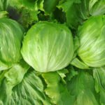 lettuce-iceberg-troquel