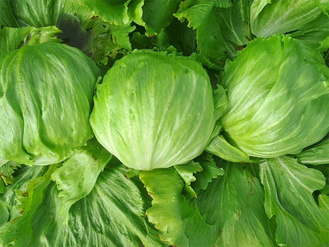 Tras estudios sanitarios, descartan presencia de Cyclospora en lechugas de planta en México