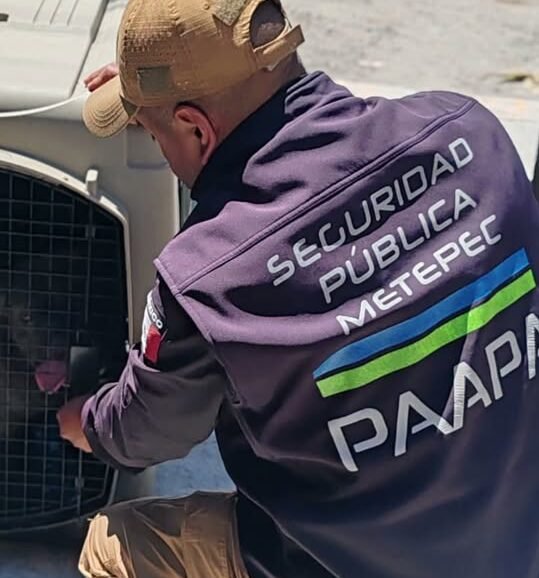 Rescatan en #Metepec a canino víctima de maltrato
