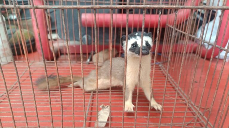 Bomberos de Metepec rescatan a comadreja que fue atacada por perros en un domicilio