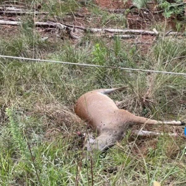 Venadita muere electrocutada en la sierra de Nanchititla por culpa de CFE