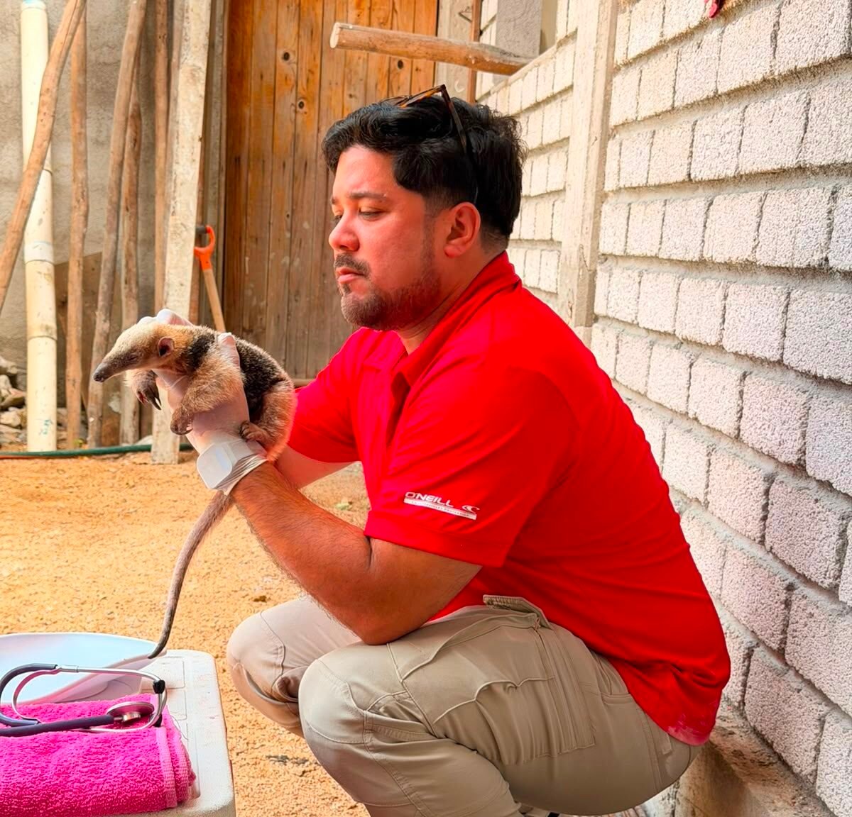 Rescatan a cría de oso hormiguero; fue encontrada sola por una niña