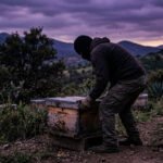 Analizan nuevas penas por robo de colmenas en el Estado de México colms