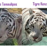 kenzo-vs-tamaulipas1