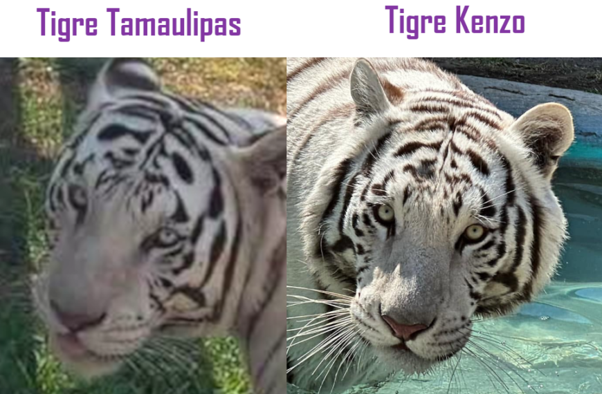 EXCLUSIVA: El tigre Kenzo está vivo, apareció en un rancho de Tamaulipas; autoridades lo ocultan