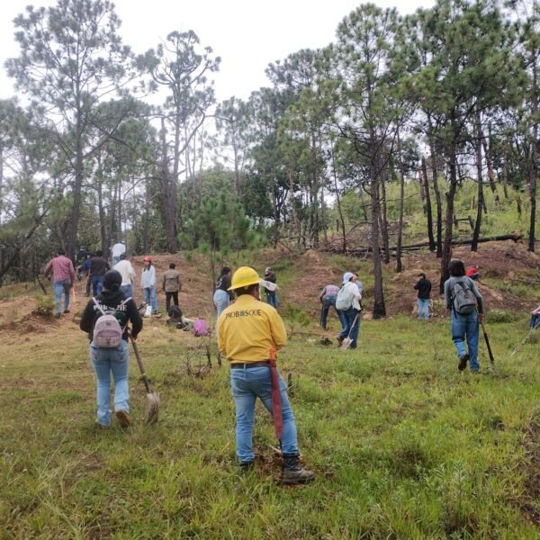 GEM y UAEMéx restauran dos hectáreas degradadas, con plantación de mil encinos en Temascaltepec