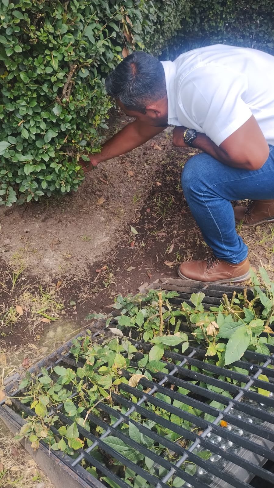 Refuerzan limpieza y control de roedores en Parque Urawa de Toluca