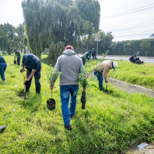 Plantan más de mil árboles en la Calzada del Pacífico de Toluca