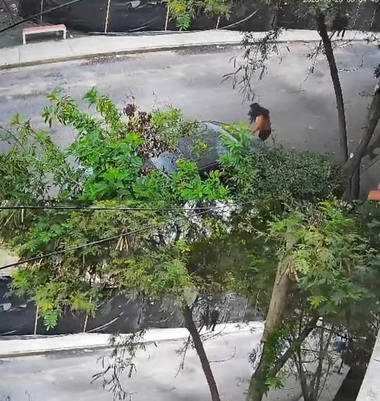 Captan agresión contra adolescente en Escobedo; sujeto habría intentado llevársela por la fuerza