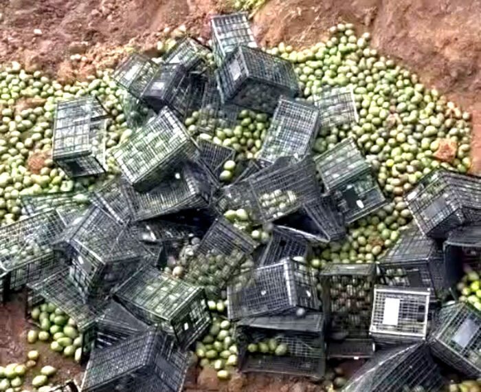 Destruyen toneladas de aguacate en Michoacán por presunto gusano barrenador; iban a ser exportadas