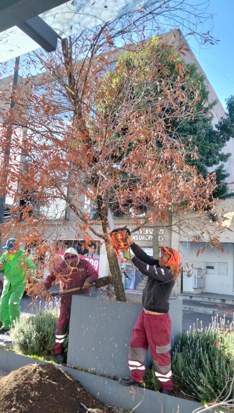 Toluca sustituye 11 árboles secos en la Plaza González Arratia