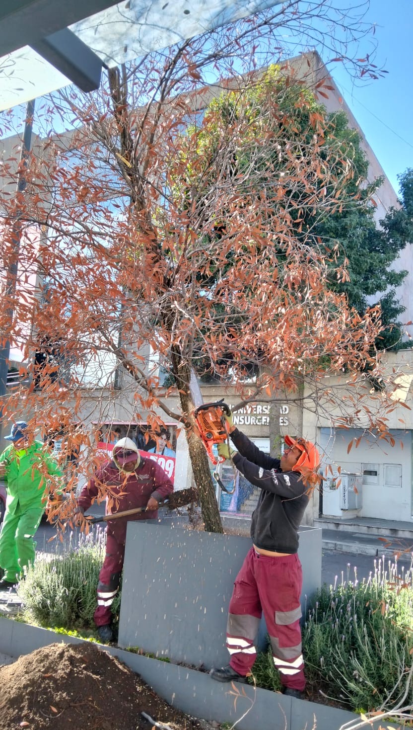 Toluca sustituye 11 árboles secos en la Plaza González Arratia