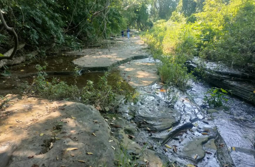 INAH anuncia hallazgo de 50 huellas de dinosaurios en San Juan de los Plátanos