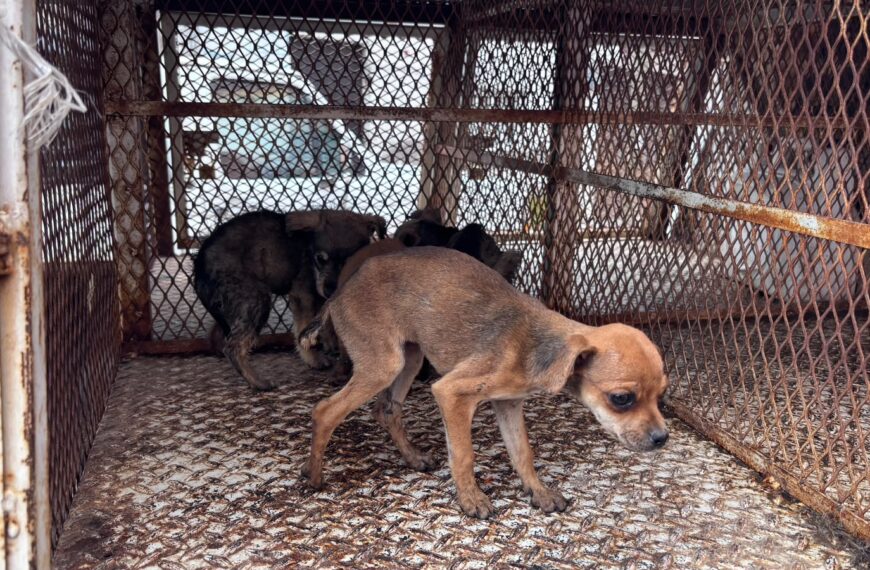 Rescatan a 11 animales durante cateo por maltrato en domicilio de Toluca
